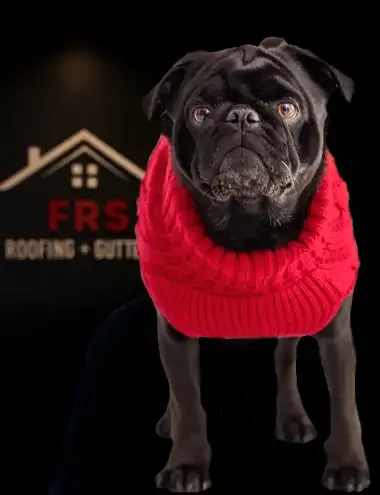 Bosley, the office pug in a red sweater